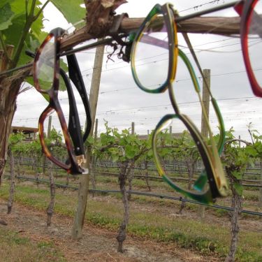 glasses hanging in orchard